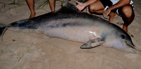 Golfinho é encontrado morto na Praia de Intermares, na Paraíba